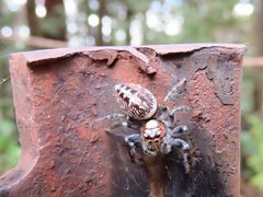 Opisthoncus parcedentatus