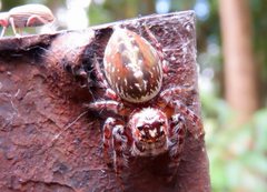 Opisthoncus parcedentatus