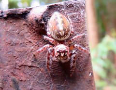 Opisthoncus parcedentatus