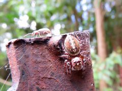 Opisthoncus parcedentatus