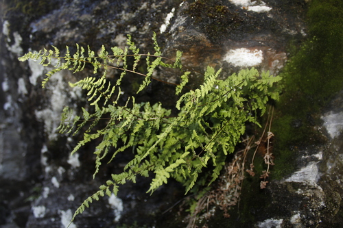Image of Cystopteris laurentiana by (c) Alex Karasoulos, some rights reserved (CC BY)