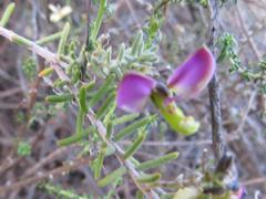 Polygala teretifolia