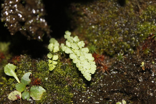 Woodsia nikkoensis iNat (1)