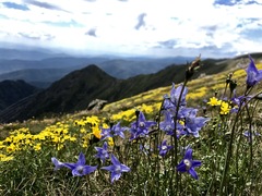 Wahlenbergia ceracea