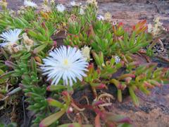 Mesembryanthemum longistylum
