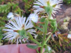 Mesembryanthemum longistylum