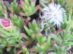 Mesembryanthemum longistylum