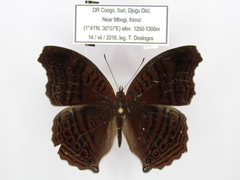 Junonia gregorii
