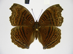 Junonia gregorii