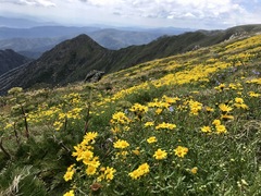 Senecio pinnatifolius alpinus