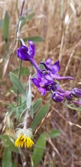 Delphinium variegatum