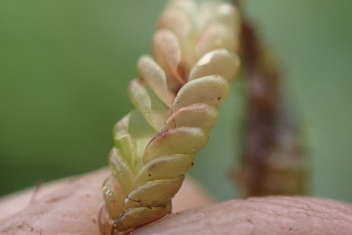 Cuspidatula labrifolia
