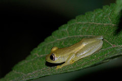 Heterixalus betsileo