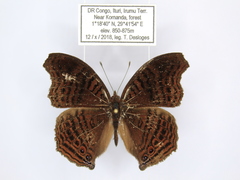 Junonia gregorii