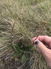Plantago euryphylla