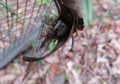 Chlorocysta vitripennis