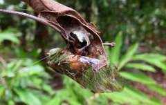 Chlorocysta vitripennis