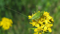 Platylyra californica