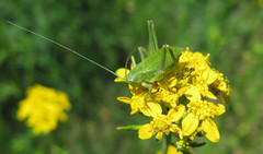 Platylyra californica