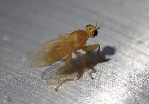 Chyromya miladae