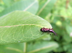 Arrhenodes minutus