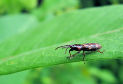 Arrhenodes minutus