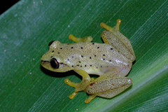 Heterixalus punctatus