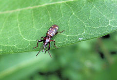 Arrhenodes minutus