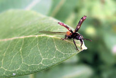 Arrhenodes minutus