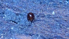 Oribatida