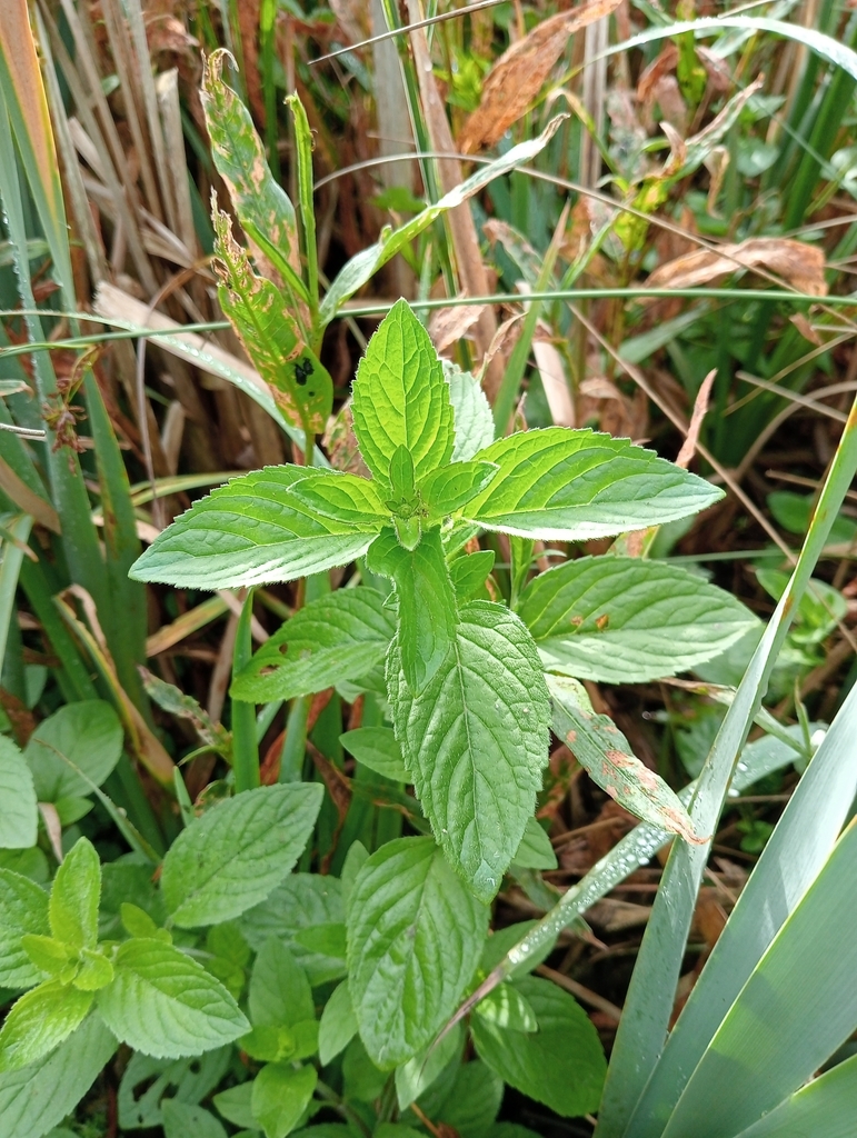 Watermint watermint from York YO23 3UW, UK on June 30, 2024 at 07:52 AM by ...