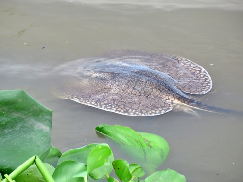 Magdalena river stingray (Potamotrygon magdalenae) — Potamotrygonidae — 4