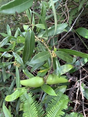 Anodendron affine