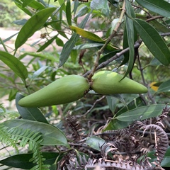Anodendron affine
