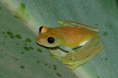 Boophis viridis