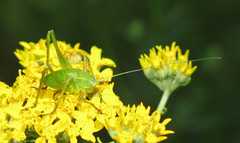 Platylyra californica