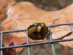 Aspideurus flavescens