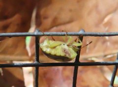 Aspideurus flavescens