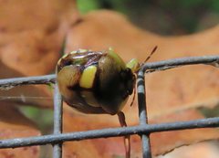 Aspideurus flavescens