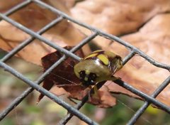 Aspideurus flavescens