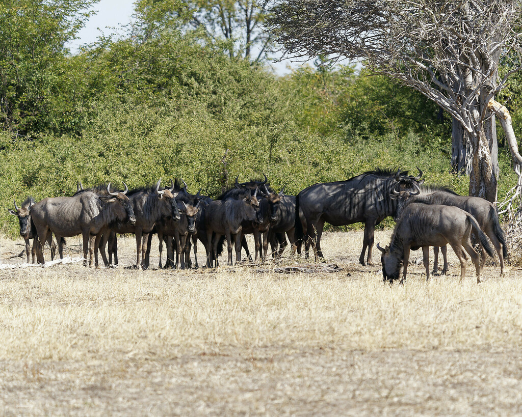 Connochaetes taurinus taurinus, Chobe, Botswana, by davidr