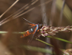 Synanthedon polygoni