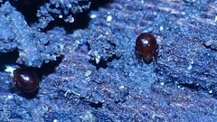 Oribatida