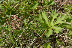 Petasites frigidus