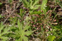 Petasites frigidus