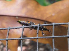 Rhinotia plagiata