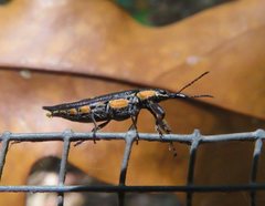 Rhinotia plagiata