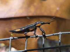 Rhinotia plagiata
