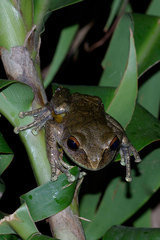 Boophis goudotii