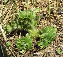 Cirsium kamtschaticum